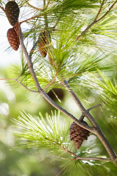 Takken Van Dennenboom Kroatië Natuur Flora — Stockfoto