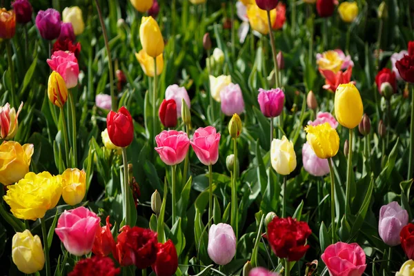 Krásné Tulipány Květiny Kvetou Jarní Zahradě Dekorativní Tapeta Tulipány Jaro — Stock fotografie