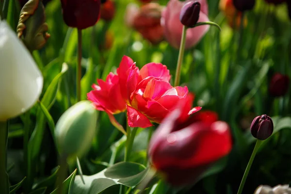 Hermosas Flores Tulipanes Florecen Jardín Primavera Papel Pintado Decorativo Con — Foto de Stock