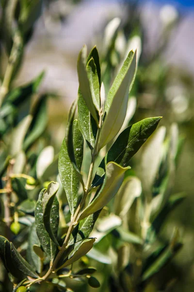 Azienda Olivicola Verde Con Olivi Che Crescono Caldo Sole Estate — Foto Stock