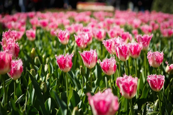 Hermosas Flores Tulipanes Florecen Jardín Primavera Papel Pintado Decorativo Con — Foto de Stock