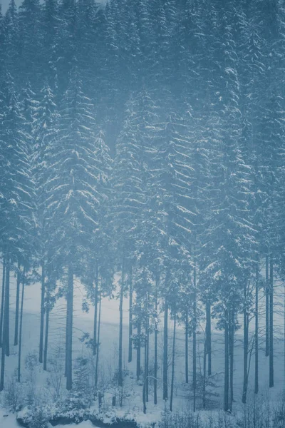 山の森林に雪をかぶった背の高いモミの木 — ストック写真