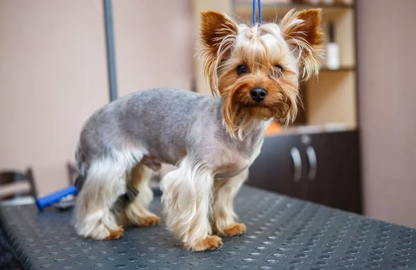 Lindo Perrito Terrier Poco Yorkshire Tratamiento Higiénico Peluquería Salon Funny — Foto de Stock