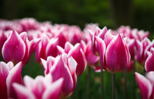 Красивые Красочные Розовые Белые Цветы Тюльпанов Цветут Весеннем Саду Декоративные — стоковое фото