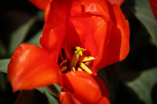 美しいカラフルなチューリップ花が咲き春の庭 春にはオレンジ色のチューリップ花の花で装飾的な壁紙 自然ポスターの美しさ 鮮やかな自然の色 — ストック写真