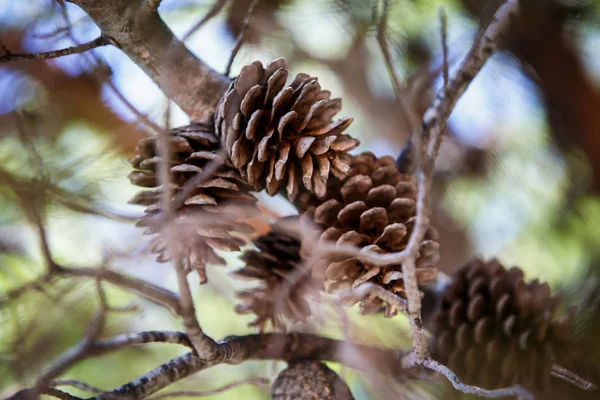 Cones Abeto Crescendo Galhos Floresta Localizada Costa Mar Adriático Croácia — Fotografia de Stock