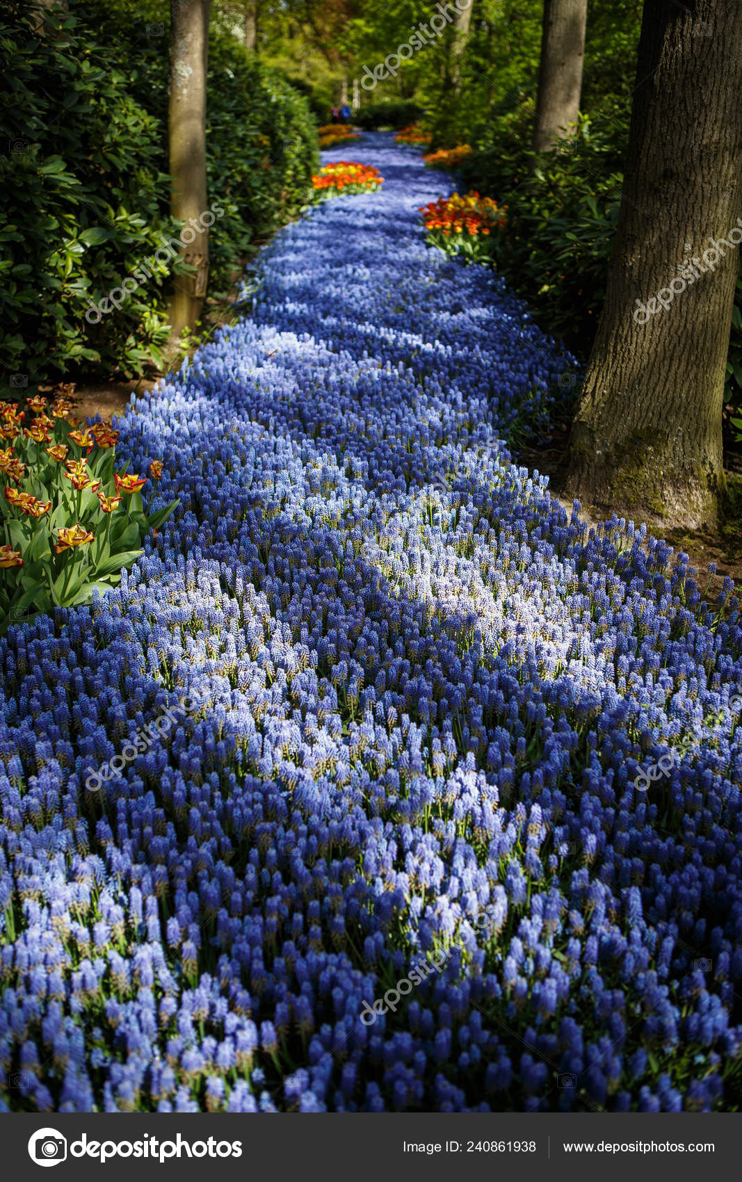 Lindas Flores Jacinto Uva Azul Florescem Jardim Primavera Papel Parede —  Foto © hurricanehank #240861938, image size:1067x1700