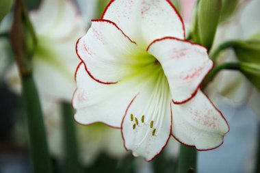 Bahar bahçe içinde güzel beyaz hippeastrum çiçekler açar. Hipeastrums ile dekoratif duvar kağıdı ilkbaharda çiçek çiçek. Doğa poster güzelliği. Canlı doğal renkler.