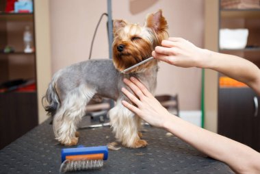 Hayvan damat yorkshire terrier köpek saç salonu veteriner kliniğinde bakım içinde dışarı tarak. Köpek sağlığı ve hijyen profesyonel veteriner kabine dikkat çekmek