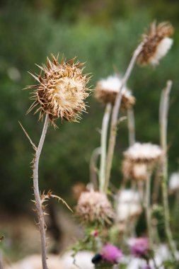 Bitki ayçiçeği alanında büyümek. Çiftlikte güneşte ekili tarım güneş çiçekler. Bahçede yetiştirilen doğal gıda maddeleri ev