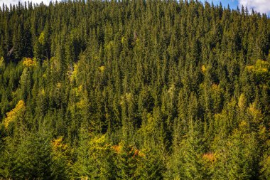 Sonbahar sezonu güzel Karpat Dağları