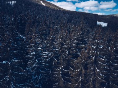 Güzel hava uçak yatay atış Karpat Dağları'nın soğuk kış günü. Orman ağaçları, dramatik gökyüzü ve Carpahtians.Travel hedef Güney Avrupa'nın aktif Turizm için karda