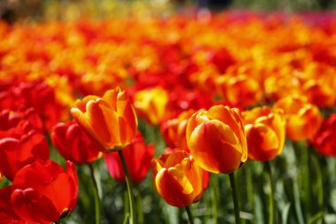 Bahar bahçe içinde güzel lale çiçekler açar. Bahar lale ile dekoratif duvar kağıdı. Doğa poster güzelliği. Canlı doğal renkler