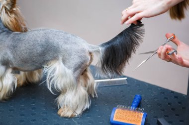 Evde beslenen hayvan şık yorkshire terrier köpek yavrusu bakım merkezi olarak davranır. Profesyonel hizmet için hayvan veteriner kliniğinde bakım. Uzman köpek sağlığı ve hijyen makasla kürk keser