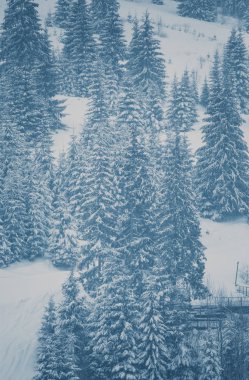 Ormandaki uzun köknar ağaçları ile şiddetli kar yağışı soğuk kış gün içinde kapalı.