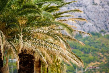 Hırvatistan'da palmiye ağaçları. Seyahat