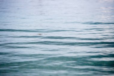 Dalış ve şnorkel kristal berrak su Adriyatik Denizi Hırvat Riviera resort içinde gidin. Yaz tatili ve aktif Turizm için büyük seyahat hedef. Küçük dalgalar kıyıya haddeleme