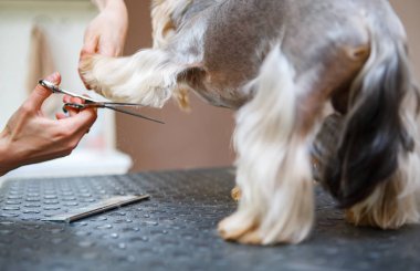 Evde beslenen hayvan damat salon tımar makas ile yorkshire terrier köpek saç keser. Profesyonel hayvan kesimi ve stil veteriner kliniğinde. Köpek veteriner kabine dikkat çekmek
