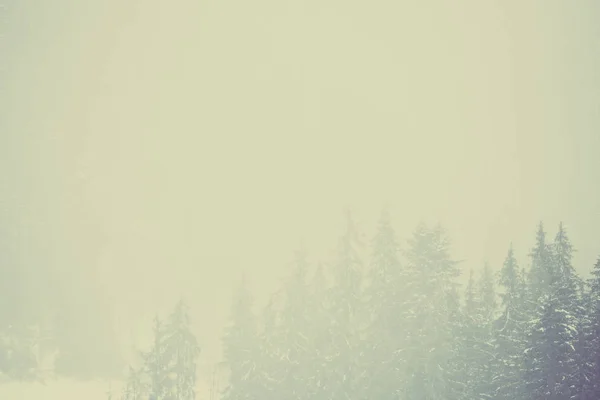 美しいモミの木は 霧の寒い日で雪に覆われています 落ち着いた色で色落ちビンテージ フィルム — ストック写真