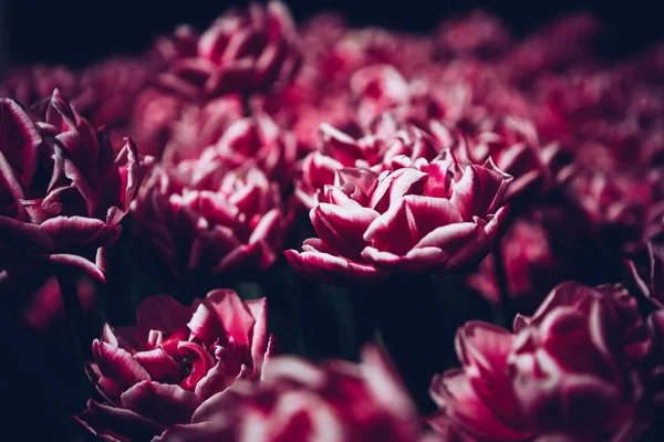 Belles Fleurs Cyclamen Rouge Jaune Colorées Fleurissent Dans Jardin Printemps — Photo