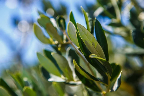 Ramo Verde Ulivo Con Olive Che Crescono Sole Tropicale Italia — Foto Stock