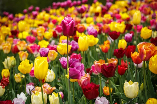 Bellissimi Fiori Tulipani Colorati Diversi Fioriscono Nel Giardino Primaverile Carta — Foto Stock