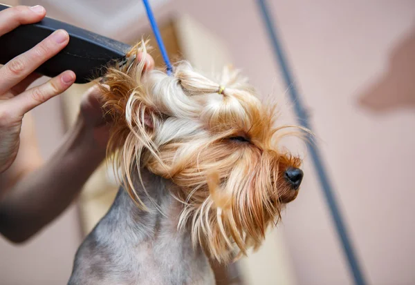 Pet Groomer Rasa Cucciolo Terrier Yorkshire Con Macchina Professionale Guaina — Foto Stock