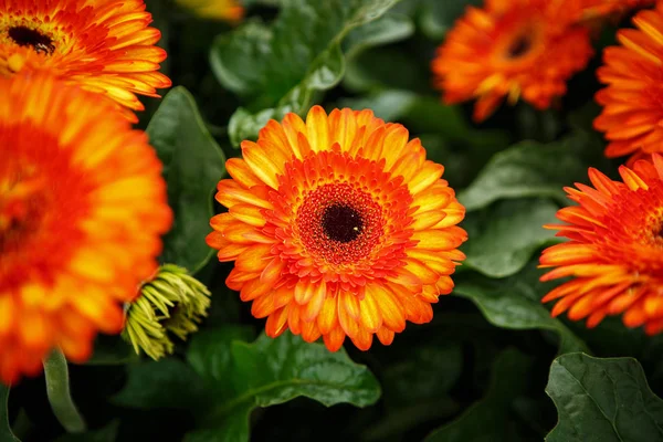 オレンジ春の花クローズアップ — ストック写真