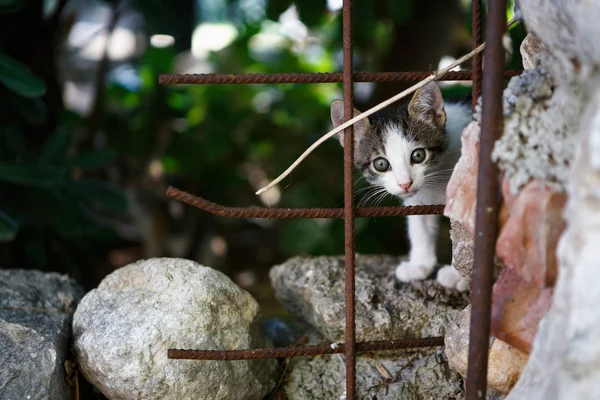 小可爱的小猫在克罗地亚 — 图库照片