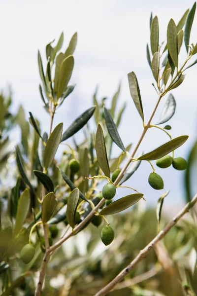 Olivi Verdi Braches Primo Piano Olive Che Crescono Giardino Vagabondo — Foto Stock