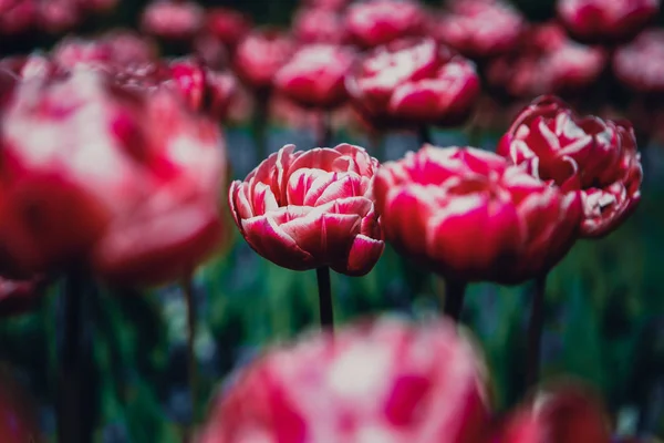 Belles Fleurs Tulipes Colorées Fleurissent Dans Jardin Printemps Papier Peint — Photo