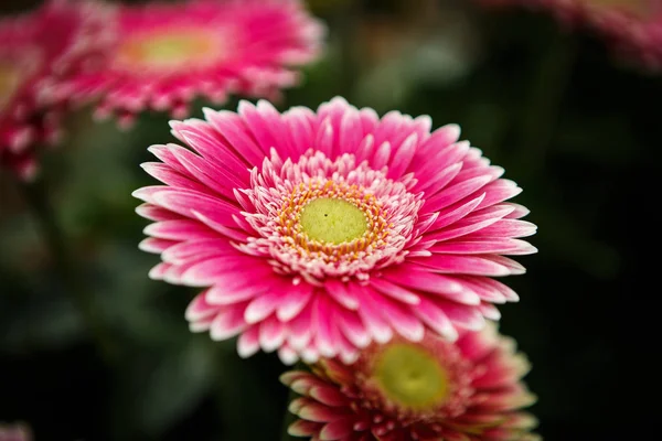 美しいカラフルなピンク トランスバール ヒナギク花が咲き春の庭 春の花で装飾的な壁紙 自然ポスターの美しさ 鮮やかな自然の色 — ストック写真