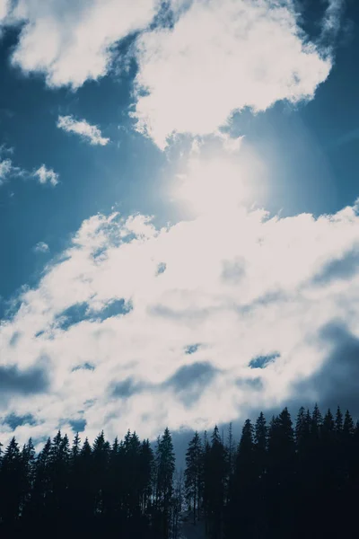 Drammatico Cielo Nuvoloso Sopra Pini Nelle Fredde Giornate Invernali Paesaggio — Foto Stock