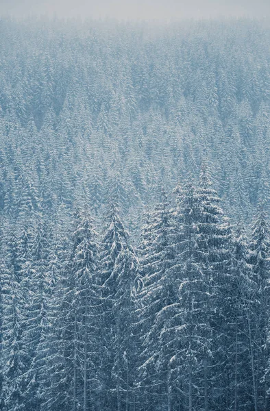 雪の中で美しい青い松の木 カルパティア フォレスト山の丘上に成長の寒い冬の日 — ストック写真