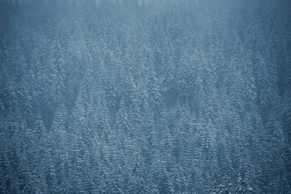 山の森林は雪に覆われています カルパティア山脈の雪に覆われたモミの木 — ストック写真
