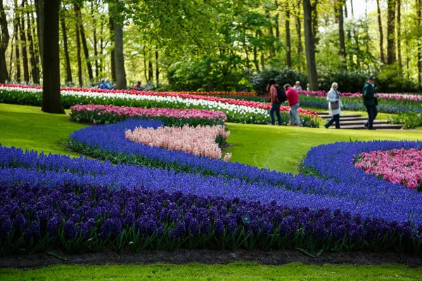 Keukenhof Países Baixos Abril 2018 Famous Tulip Museum Keukenhof Área — Fotografia de Stock