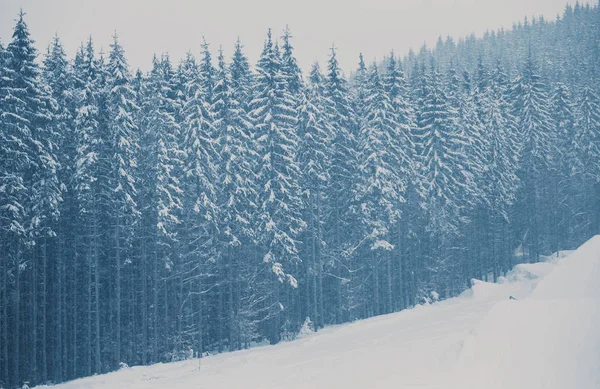 Πανύψηλα Πεύκα Στο Χιόνι Στο Χιονοδρομικό Πάρκο Στα Βουνά — Φωτογραφία Αρχείου