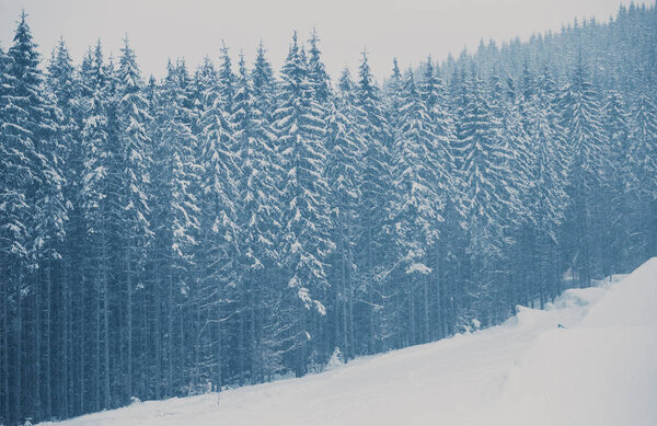 Tall pine trees in snow at ski park in mountains