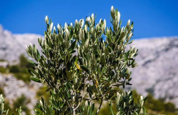 Takken Van Olijfboom Kroatië Natuur Flora — Stockfoto