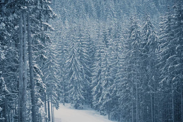 日にカルパティア山公園で雪に覆われた冬の森 — ストック写真
