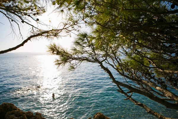 Hırvatistan'da Akdeniz. Doğa, seyahat