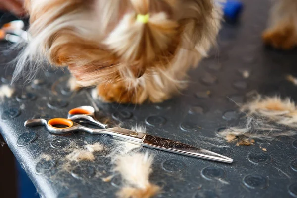 Cachorro Afeitado Gabinete Del Peluquero Para Higiena Herramientas Aseo Profesional — Foto de Stock