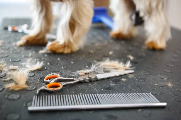 Tijeras Metálicas Profesionales Peine Estudio Aseo Mascotas Yorkshire Terrier Perro — Foto de Stock