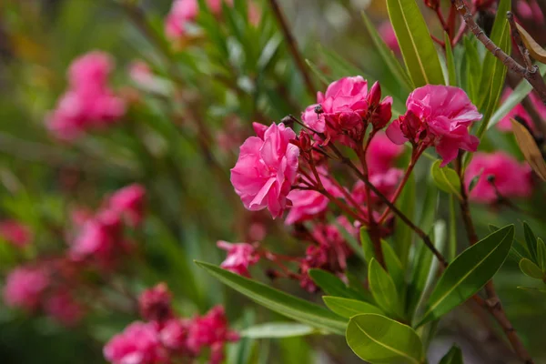 Makarska,Hırvatistan-1 Temmuz,2017: Adriyatik Denizi'nin Hırvatistan sahilindeki Makarska beldesinde Biokovski Botanik Bahçesi Kotisina.Biokovo dağlarında bitkilerle park. Egzotik Nerium Oleander bitki 