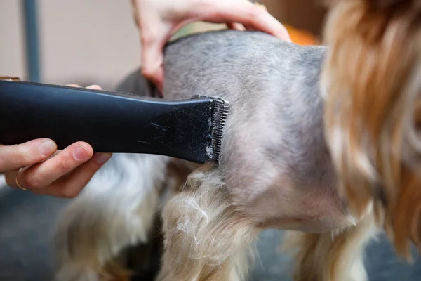 Evde Beslenen Hayvan Damat Yorkshire Terrier Köpek Veteriner Kliniği Kuaförde — Stok fotoğraf