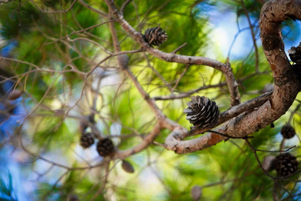 Grenar Tall Kroatien Natur Flora — Stockfoto