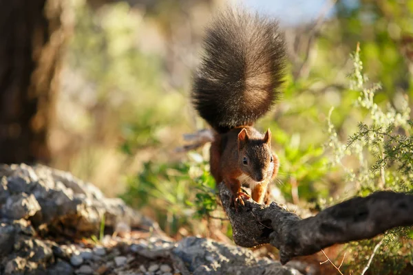 Cute Squirrel Wild Fauna — Stock Photo, Image