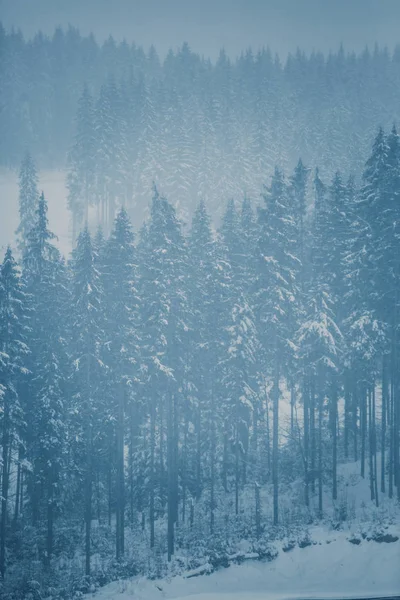 Beautiul tall pine trees in Carpathian mountains covered with snow in cold season