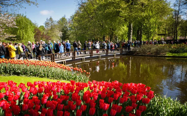 オランダ キューケンホフ 2018 有名なチューリップ博物館キューケンホフ Holland Beautiful 花で人気のある観光地は 春に成長します — ストック写真