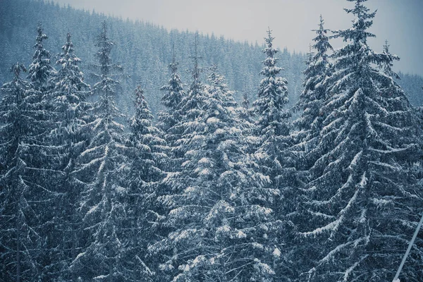 Tall fir trees with snow on branches in cold winter day.Fir tree wood on hills in Carpathian mountain park